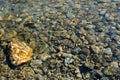 Cool clear water of mountain river flowing over bed of stones sparkling in the sunlight in summer. Nature details background. Royalty Free Stock Photo