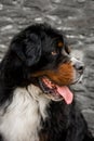 Close portrait Bernese mountain dog look ahead. brick wall on background Royalty Free Stock Photo