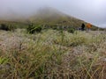 morning dew on Mount Bromo with thick fog Royalty Free Stock Photo