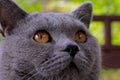 Cool and cute Chartreux cat