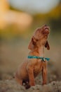 cute puppy Hungarian pointing dog, vizsla stay on sand. field on background Royalty Free Stock Photo