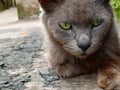 Cool and Cute Stray Cat Portrait Outdoors Royalty Free Stock Photo