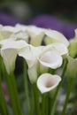White callalily in uk Royalty Free Stock Photo