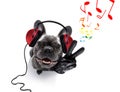 Dog listening to music Royalty Free Stock Photo