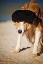 Cool dog in a cap on the beach Royalty Free Stock Photo