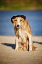 Cool dog in a cap on the beach Royalty Free Stock Photo