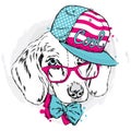 Cool dog in cap and glasses. Royalty Free Stock Photo