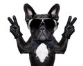 Cool dog Royalty Free Stock Photo