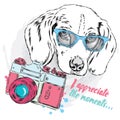 Cool dog with glasses and a camera. Royalty Free Stock Photo