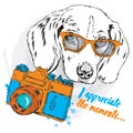 Cool dog with glasses and a camera. Royalty Free Stock Photo