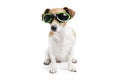 Cool dog with glasses Royalty Free Stock Photo