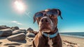 Cool dog hanging at the beach in sunglasses. Summer pup by the sea. Sunbathing pet in shades. Royalty Free Stock Photo