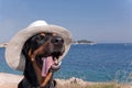 Cool dog with hat enjoying the sun Royalty Free Stock Photo