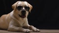 Cool Labrador puppy in sunglasses posing as model. Royalty Free Stock Photo