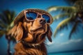 Cool Dog With A Laidback Beach Vibe Wearing Sunglasses And A Hat Royalty Free Stock Photo