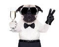 Cool dog peace Royalty Free Stock Photo