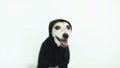 Cool dog in black hoody smiling. Whie background. Video footage