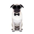 Cool dog Royalty Free Stock Photo