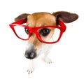 Cool dog with red glasses