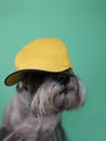 cool domestic dog breed gray schnauzer with a gray-white beard in a bright yellow baseball cap on a light green background. Royalty Free Stock Photo
