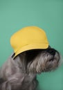 cool domestic dog breed gray schnauzer with a gray-white beard in a bright yellow baseball cap. for billboards, screensavers Royalty Free Stock Photo