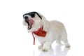 Cool eager bichon dog licking his mouth Royalty Free Stock Photo