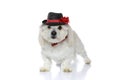 Cool elegant bichon dog posing with a hat and bowtie