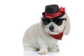 Cool elegant bichon dog wearing sunglasses, a hat