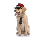 Cool elegant labrador puppy looking to side and panting Royalty Free Stock Photo