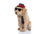 Cool elegant labrador retriever dog looking to side Royalty Free Stock Photo