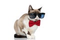 Cool elegant little cat with bowtie and sunglasses sitting in studio