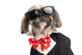 Cool elegant little shih tzu puppy wearing suit bowtie and sunglasses Royalty Free Stock Photo