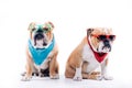 Cool English bulldogs