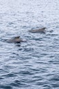 Vertical photo of pilot whales swimming in unison in the cool expanse of the Norwegian Sea