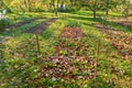 Cool flowers. Flowerbed of cold hardy seedlings mulched with thick layer of fallen leaves. Growing winter hardy annuals.