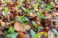Cool flowers. Flowerbed mulched with thick layer of fallen leaves. Growing winter hardy annuals.