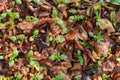 Cool flowers. Flowerbed mulched with thick layer of fallen leaves. Growing winter hardy annuals.