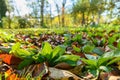 Cool flowers. Flowerbed of Rudbeckia seedlings mulched with thick layer of fallen leaves. Growing winter hardy annuals.