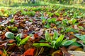 Cool flowers. Flowerbed of Rudbeckia seedlings mulched with thick layer of fallen leaves. Growing winter hardy annuals.