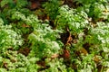 Cool flowers. Flowerbed of young Feverfew plants mulched with thick layer of fallen leaves. Growing winter hardy annuals .