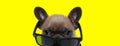 Cool French Bulldog cub wearing sunglasses and looking forward