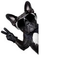 Cool french bulldog Royalty Free Stock Photo