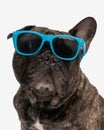cool french bulldog dog wearing blue sunglasses and sitting