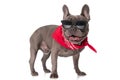 Cool french bulldog puppy with bandana and sunglasses panting