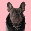 cool french bulldog puppy with jacket and collar looking forward