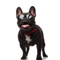 Cool french bulldog with sunglasses and bowtie looks up Royalty Free Stock Photo