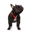 Cool french bulldog wearing red bowtie looks up to side