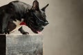 Cool french bulldog wearing sunglassed sitting with head bent