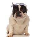 Cool french bulldog wearing sunglasses on forehead