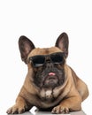 cool frenchie dog with sunglasses sticking out tongue and panting